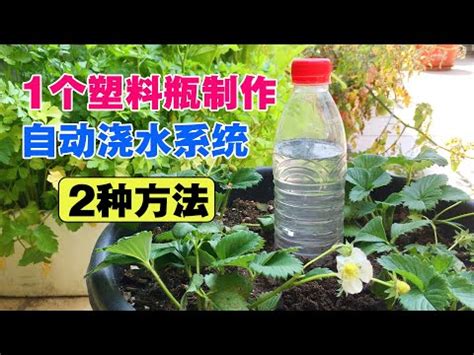 長時間不在家 植物|出門幾天不澆水，植物也能存活？祕訣在這 